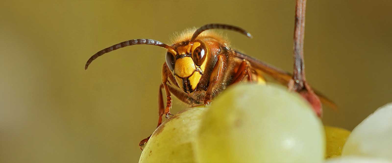 insektenreste entfernen